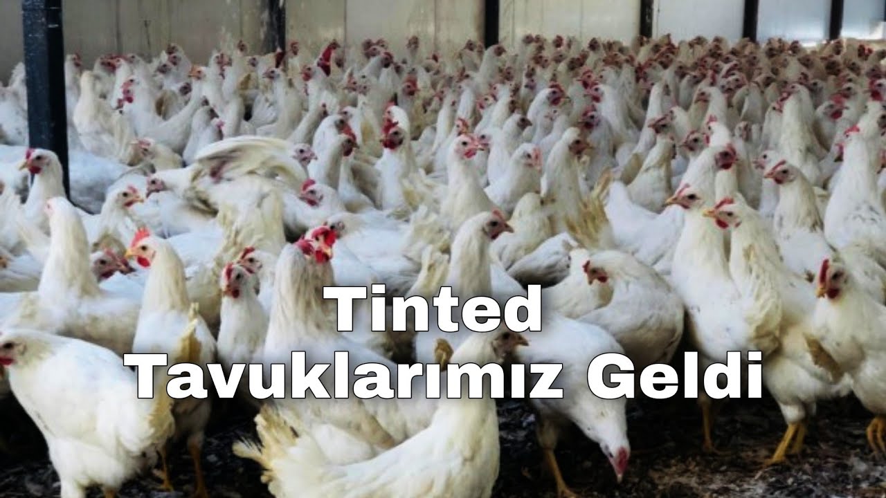 Tinted Tavuklarımız Geldi!