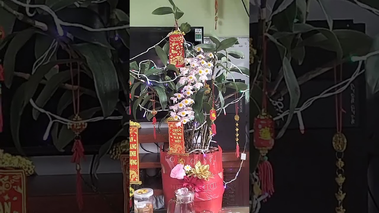 Ngắm cây ngắm cá cả nhà ơi