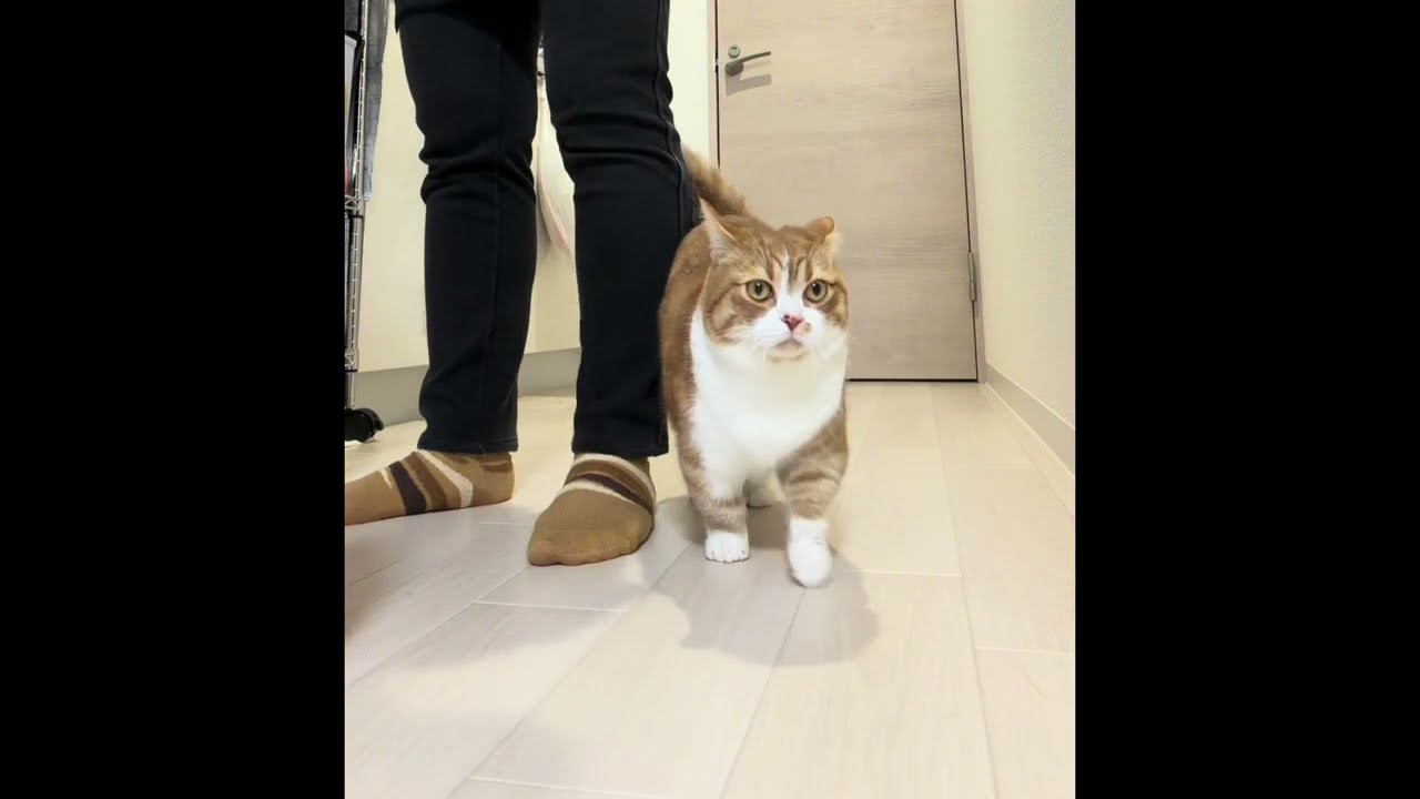 猫と主の何気ない料理風景