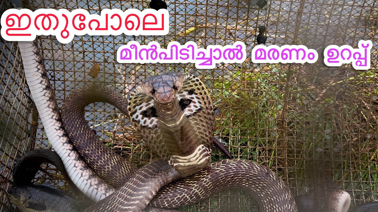  ഇതുപോലെ മീൻ പിടിക്കാൻ പോയാൽ മരണം ഉറപ്പാ 