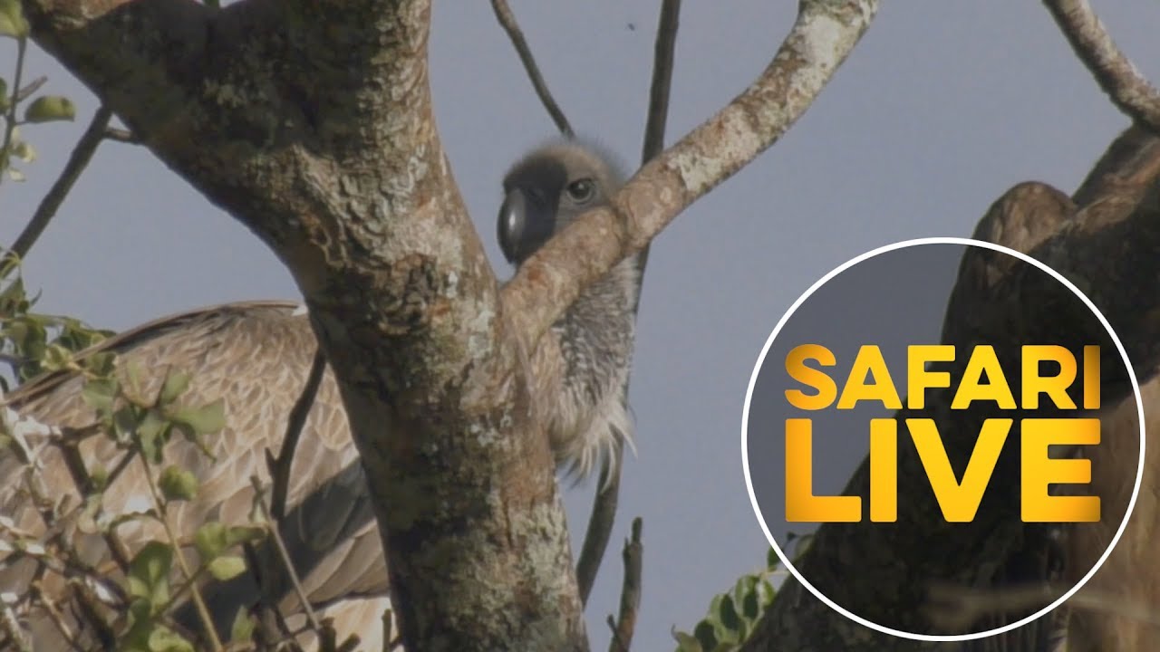 A Closer Look at the White-Backed Vulture