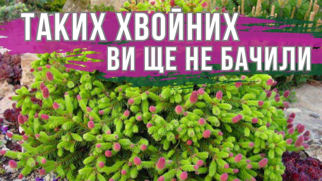 ТАКИХ ХВОЙНИХ РОСЛИН ВИ ЩЕ НЕ БАЧИЛИ ⚠️