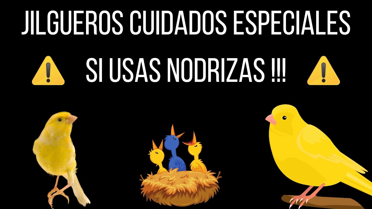 🐣 Crianza de Pichones de Jilgueros con y sin Nodrizas Canarias 🐤