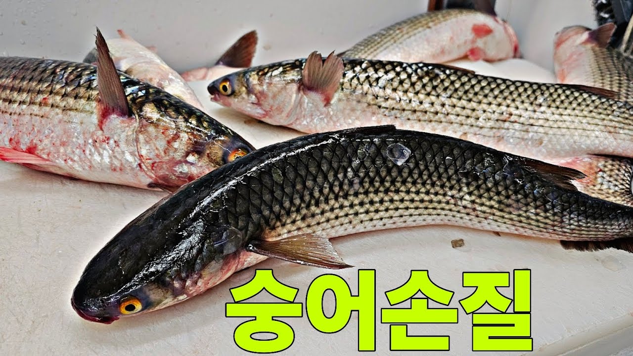 오늘의 숭어손질  비늘제거제 사용하기