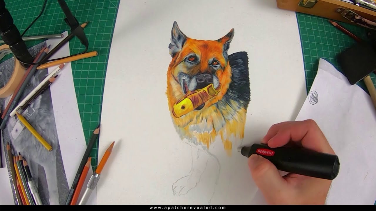 German Shepard pet portrait dog drawing