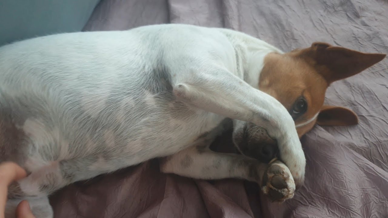 Jack Russell are so smart