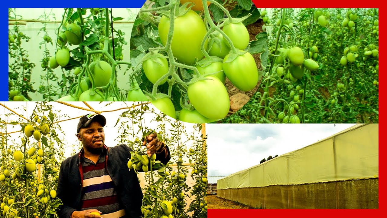 Mwechi Mpya;Mkulima Alieenda Israel Kujifunza Kilimo cha Nyanya|Napata Fedha Nyingi Kila Wiki|Tuamke