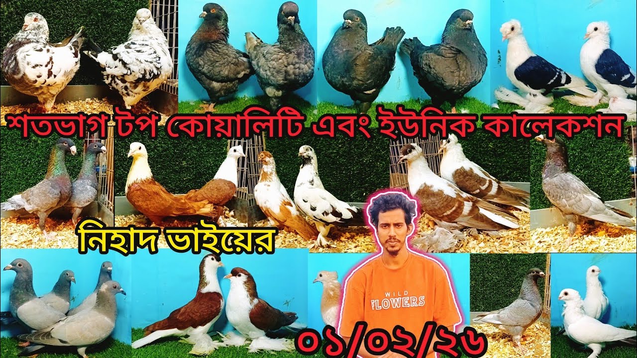 নিহাদ ভাইয়ের শতভাগ টপ কোয়ালিটি এবং ইউনিক কালেকশন | pigeon video | কবুতর | fancy pigeon |