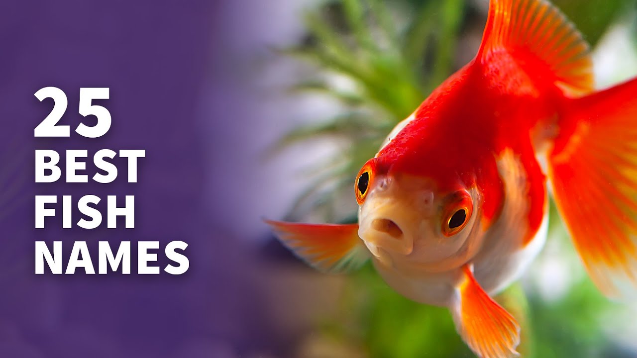 25 BEST Fish Names (Awesome Fish Name Ideas)