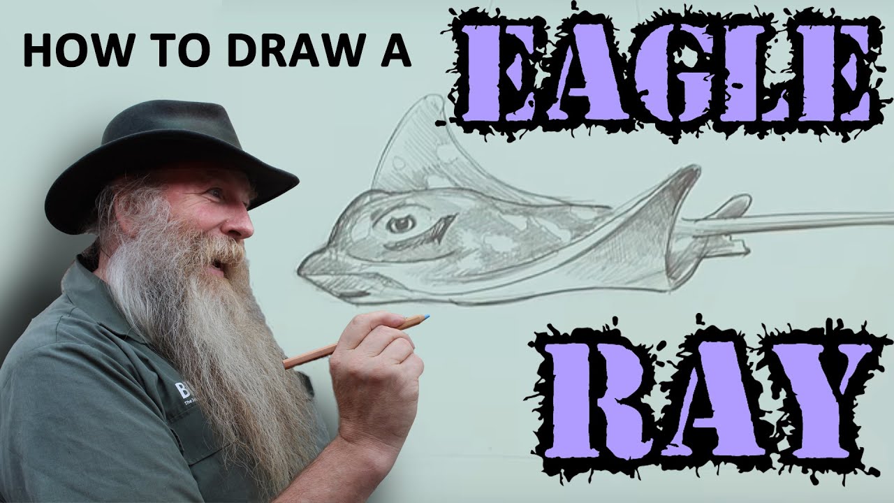 HOW TO DRAW AN EAGLE RAY (Intermediate) Spoken Tutorial
