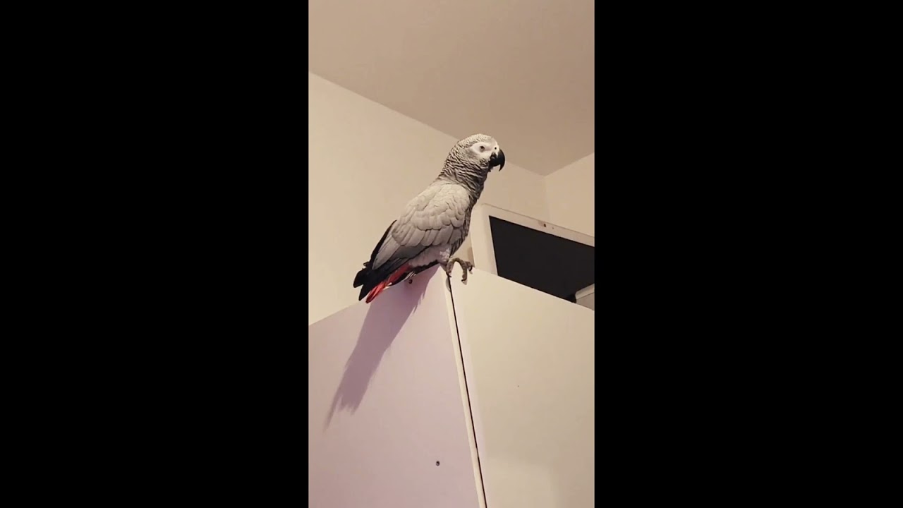 LORA ES LA QUE MANDA EN CASA. ELLA ME DICE QUE REPITA LOS ANIMALES 🦆🐑🐺🐈
