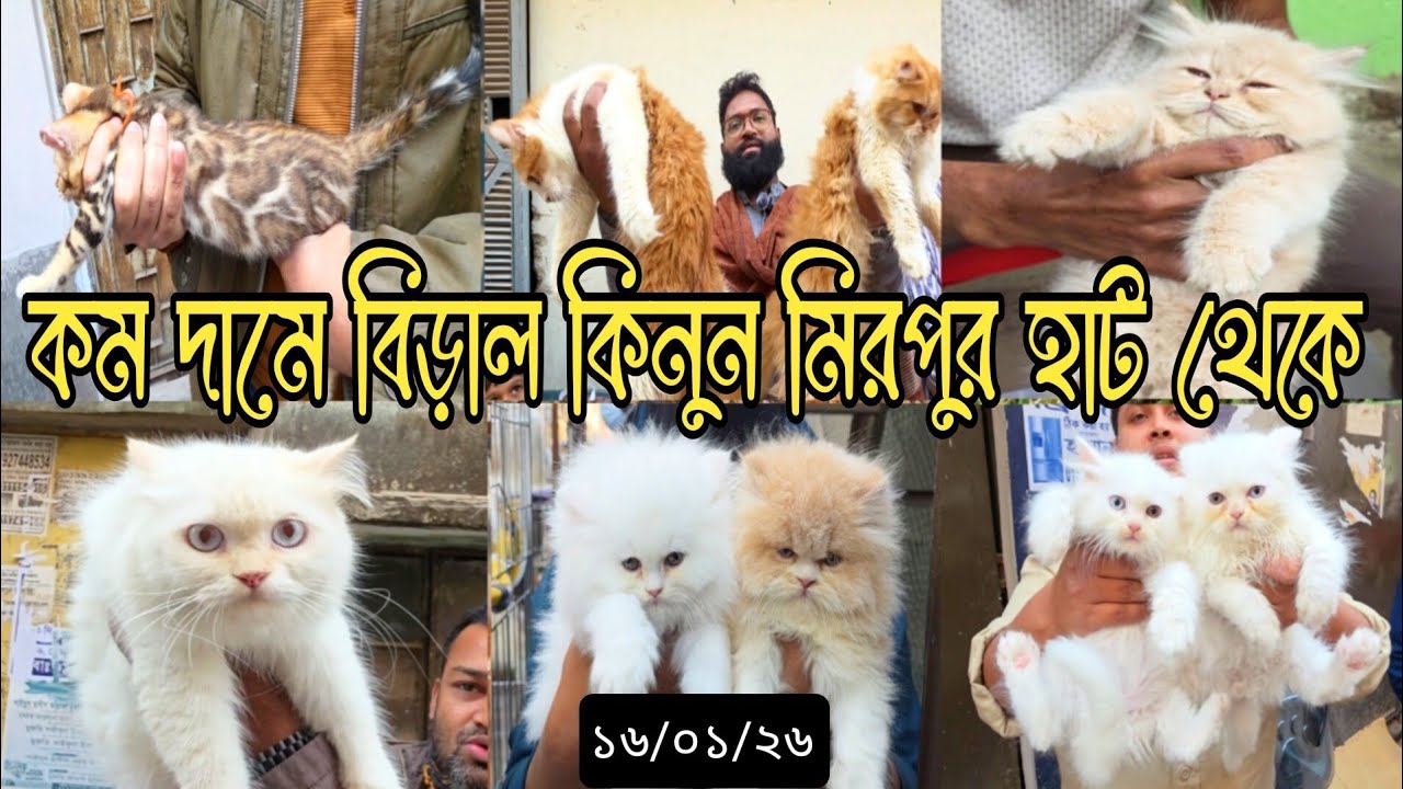মিরপুর হাটে বিড়ালের দাম জানুন, কম দামে বিড়াল পাবেন এই হাটে | ১৬/০১/২৬ #Cat #persian #বিড়াল #babycat 
