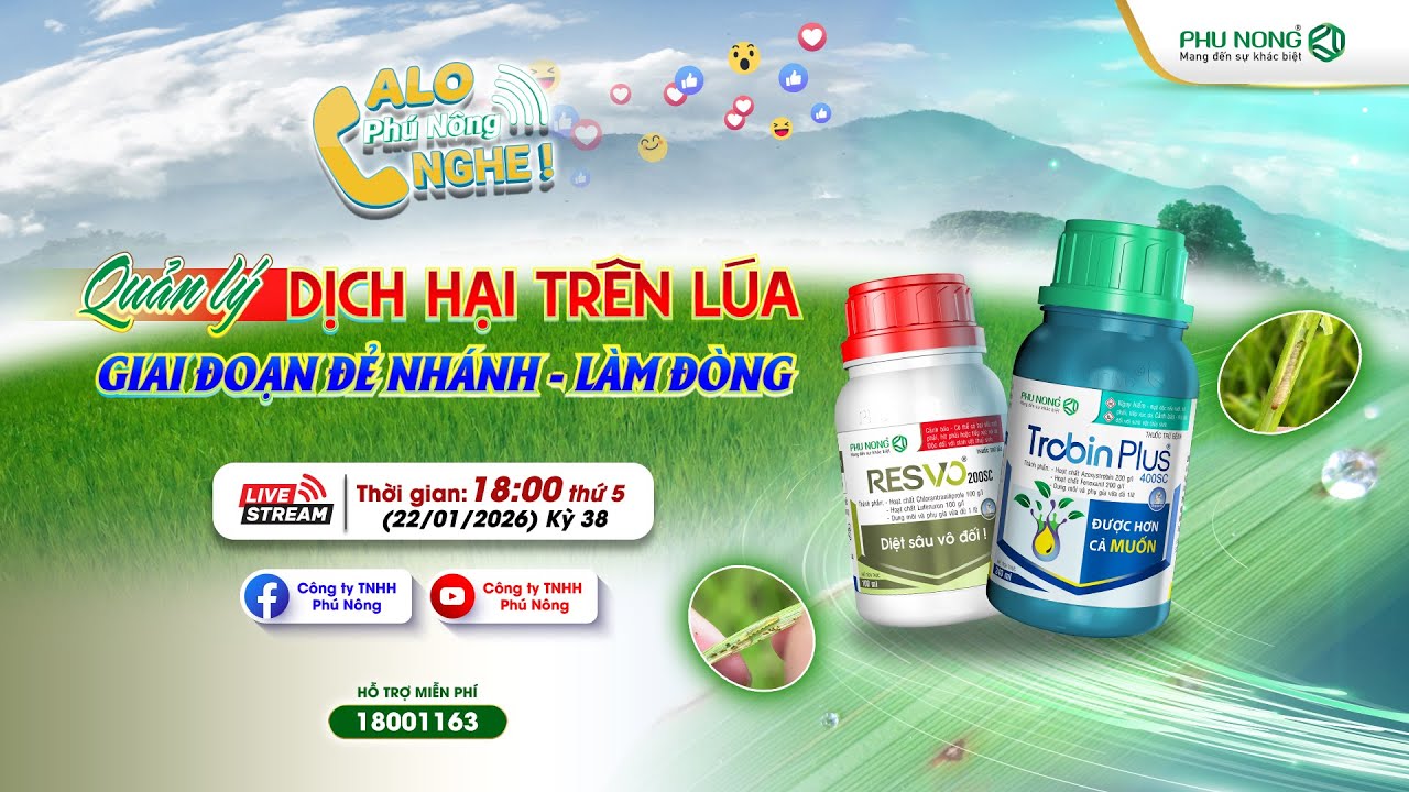kỳ 38: Quản lý dịch hại trên lúa giai đoạn đẻ nhánh - làm đòng | Phú nông