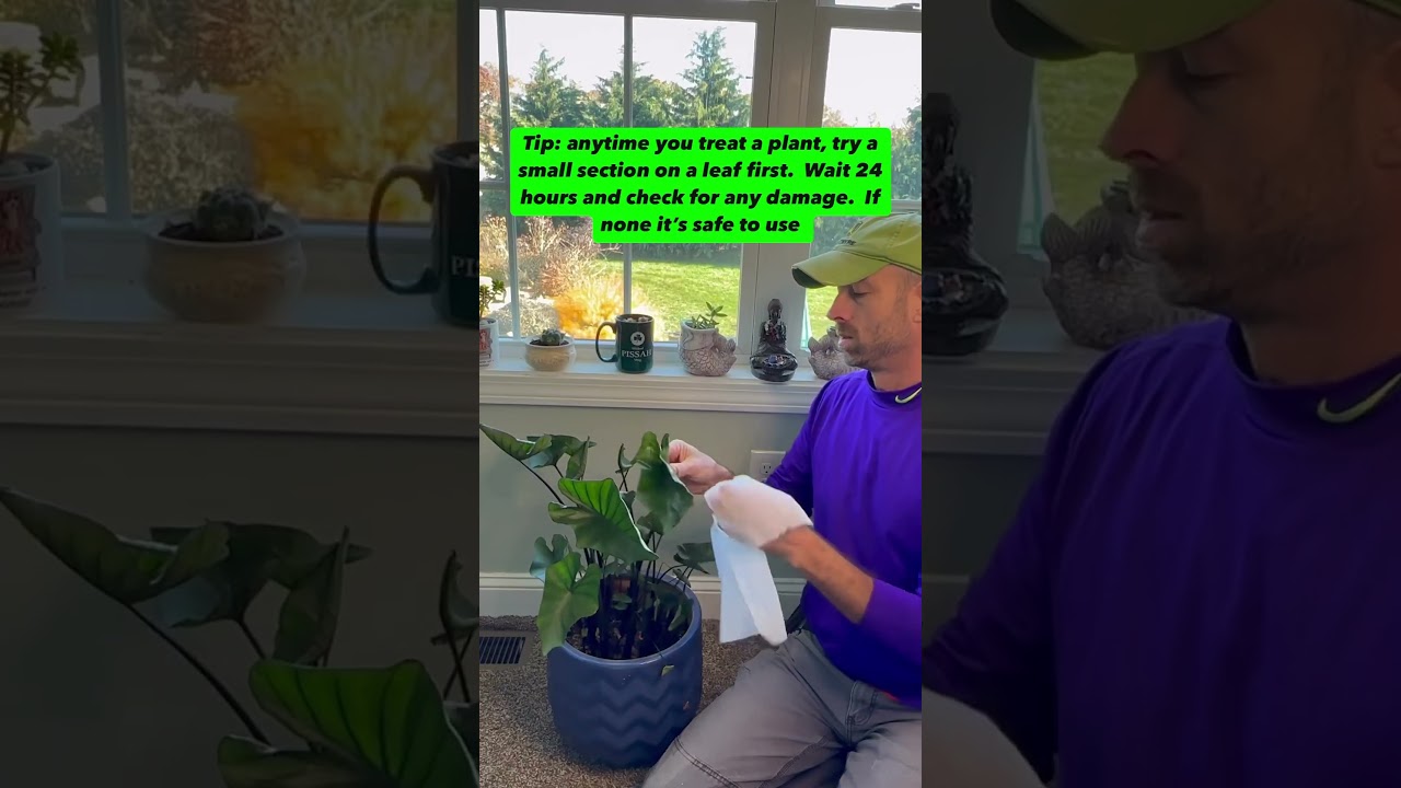 Spider mites are the worst!  Here&rsquo;s how to spot them and treat them.