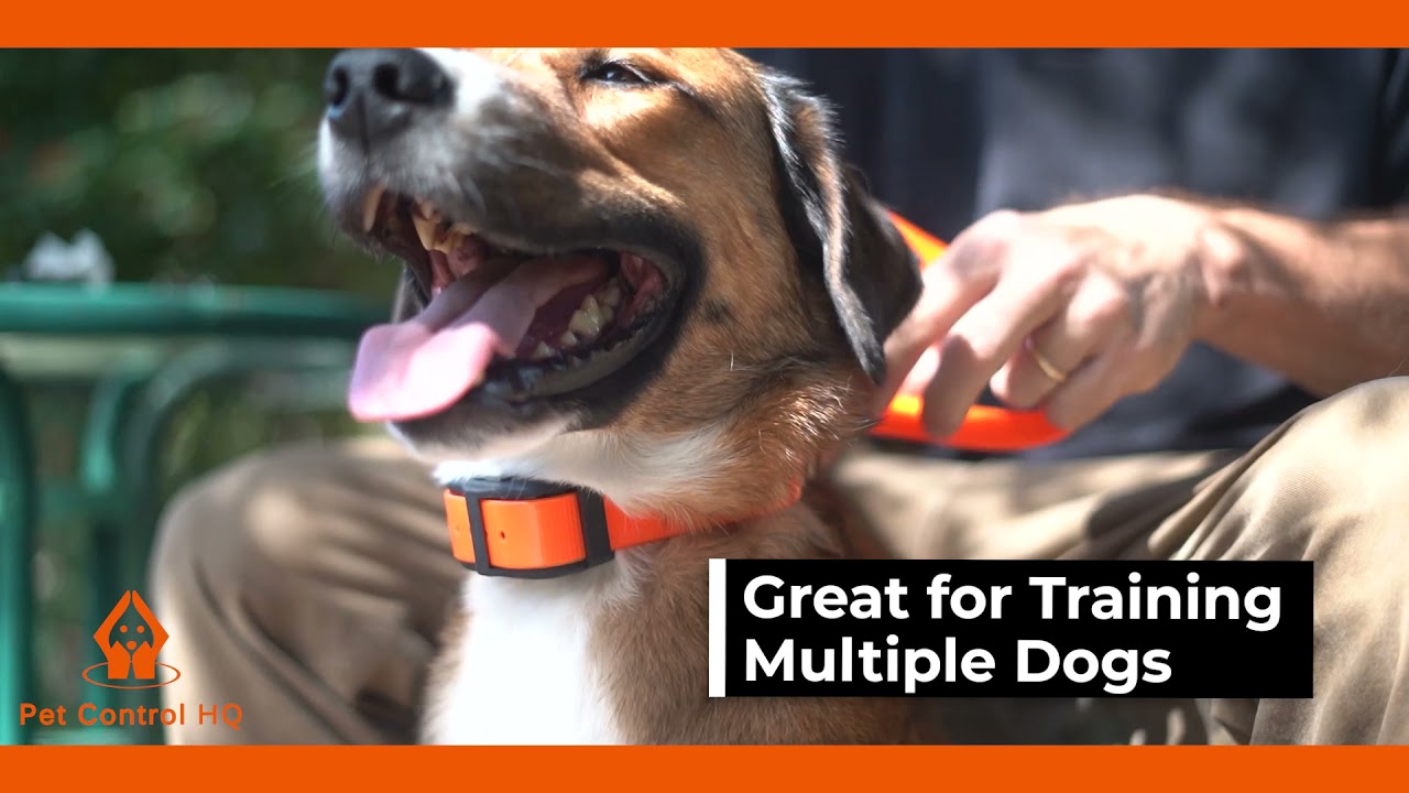 Pet Control HQ Combination Electric Dog Fence System with Remote Dog Training Collar