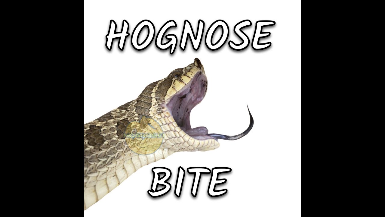 Hognose Bite 1