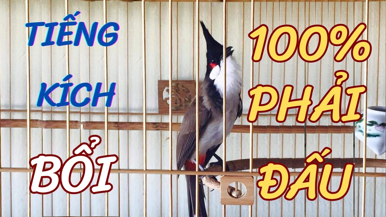 Chào Mào Hót - QUÁ ĐỈNH -má trắng học giọng nhanh căng lửa,luyện chào mào hót sáng ,chào mào hot hay