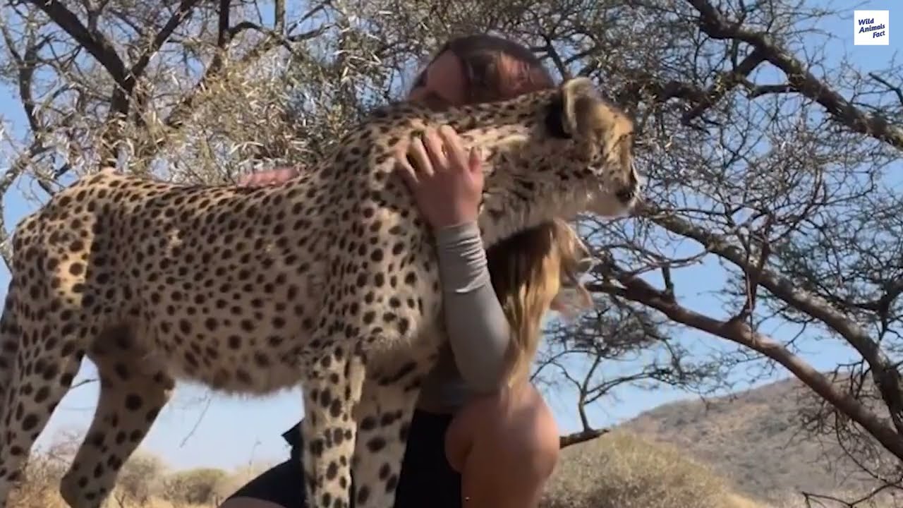 जानवरों के दिल दहला देने वाले जबरदस्त करनामें! New Animals Story Full Video 2025 ! 