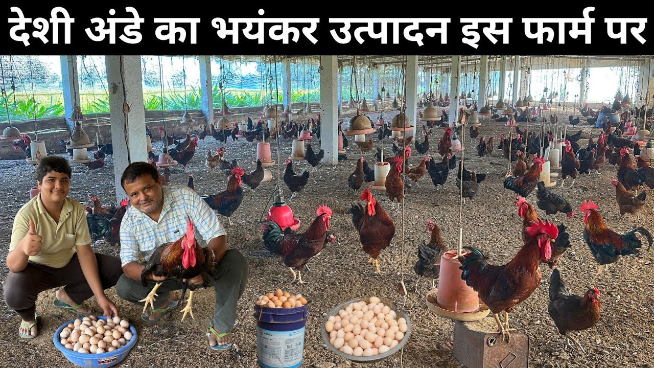 सबसे ज्यादा अंडा 🥚 देने वाली देशी मुर्गी ? | Desi Poultry Farming | Brown Egg