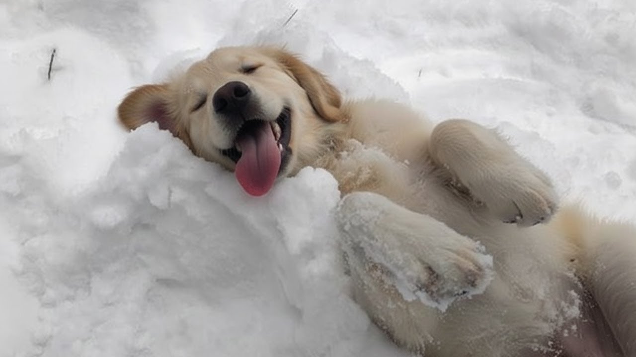CUTE PUPPIES Can’t Hold Back Their Emotions When See Snow for the First Time 🐶❄️