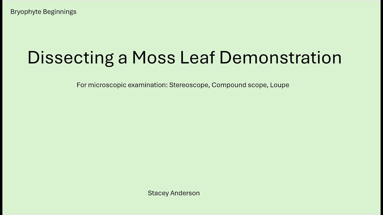Bryophyte Leaf Dissection with Stacey Anderson