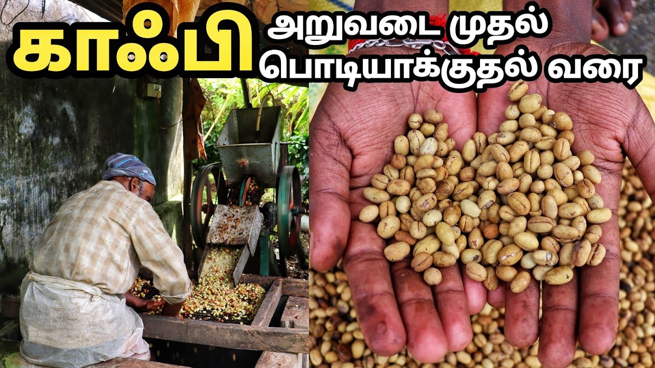 காஃபி அறுவடை முதல் பொடியாக்குதல் வரை || coffee procesing unit || coffee cutivation in tamilnadu