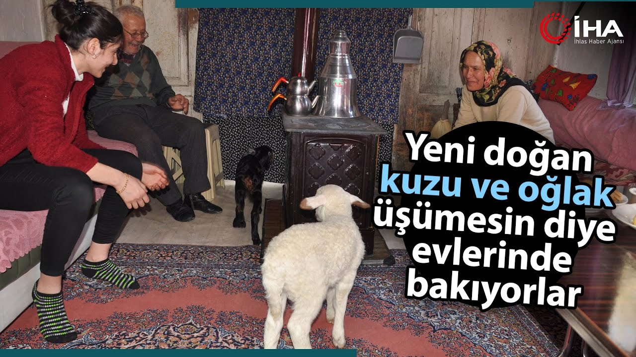 Yeni Doğan Kuzu Ve Oğlak Üşümesin Diye Evlerinde Bakıyorlar