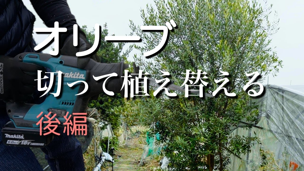 オリーブを切って植え替える。後編