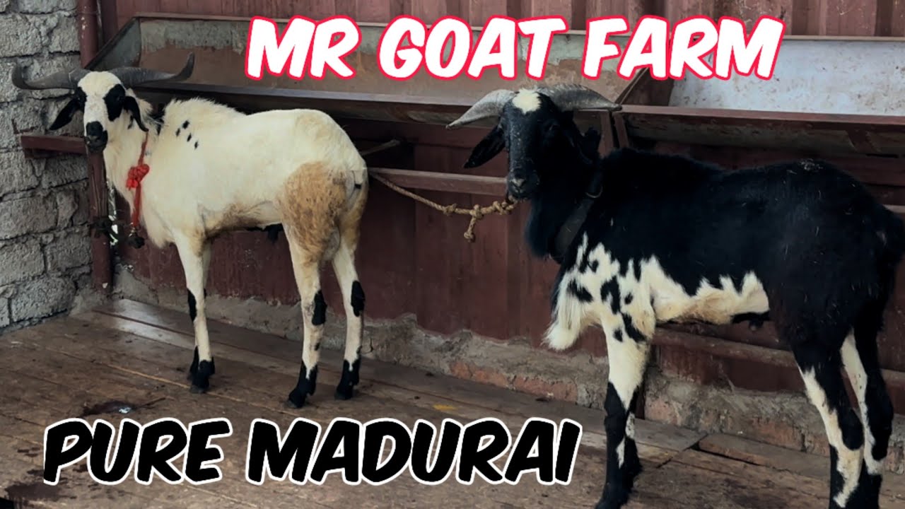 Multiple breeds of sheep's available at M R 🐐 farm Hyderabad | Top Quality Madurai mende in kondapur