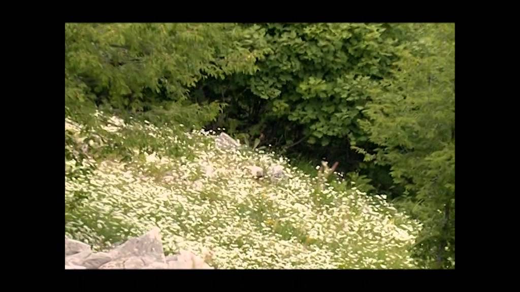 Movie on Mali me Gropa Bize Martanesh Protected Landscape