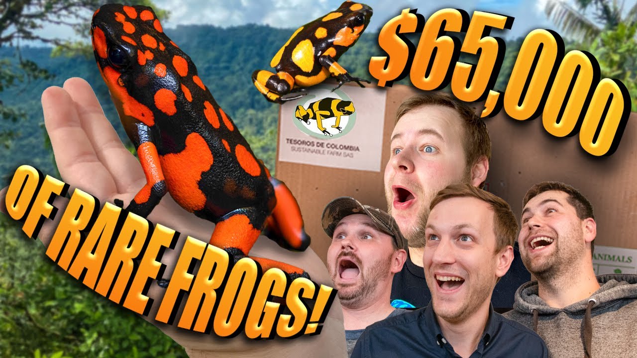 UNBOXING $65,000 RARE FROGS FOR CONSERVATION!! | Tesoro's de Colombia dart frog IMPORT!