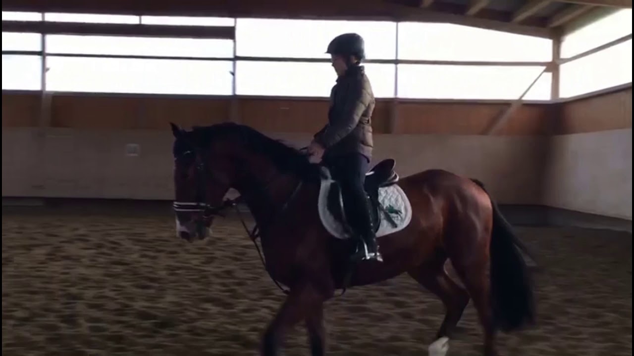 Mein größter Traum ist in Erfüllung gegangen - ich bekomme ein Pferd 😍 🐴