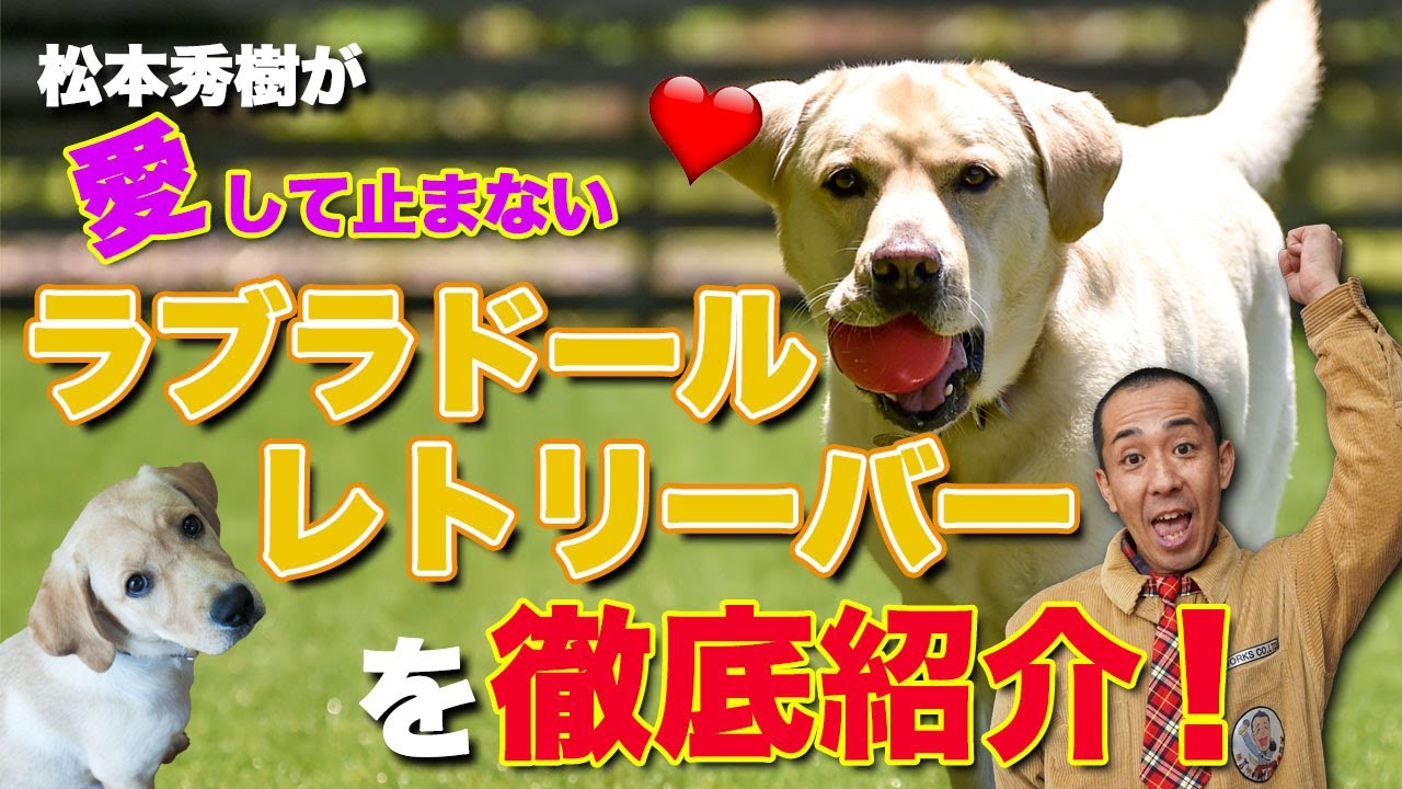 【第一回犬種徹底紹介！】実はこんな犬だった！？ラブラドール・レトリーバー好き必見！ラブを愛して止まない犬のプロ松本秀樹だからこそ語れちゃいます！