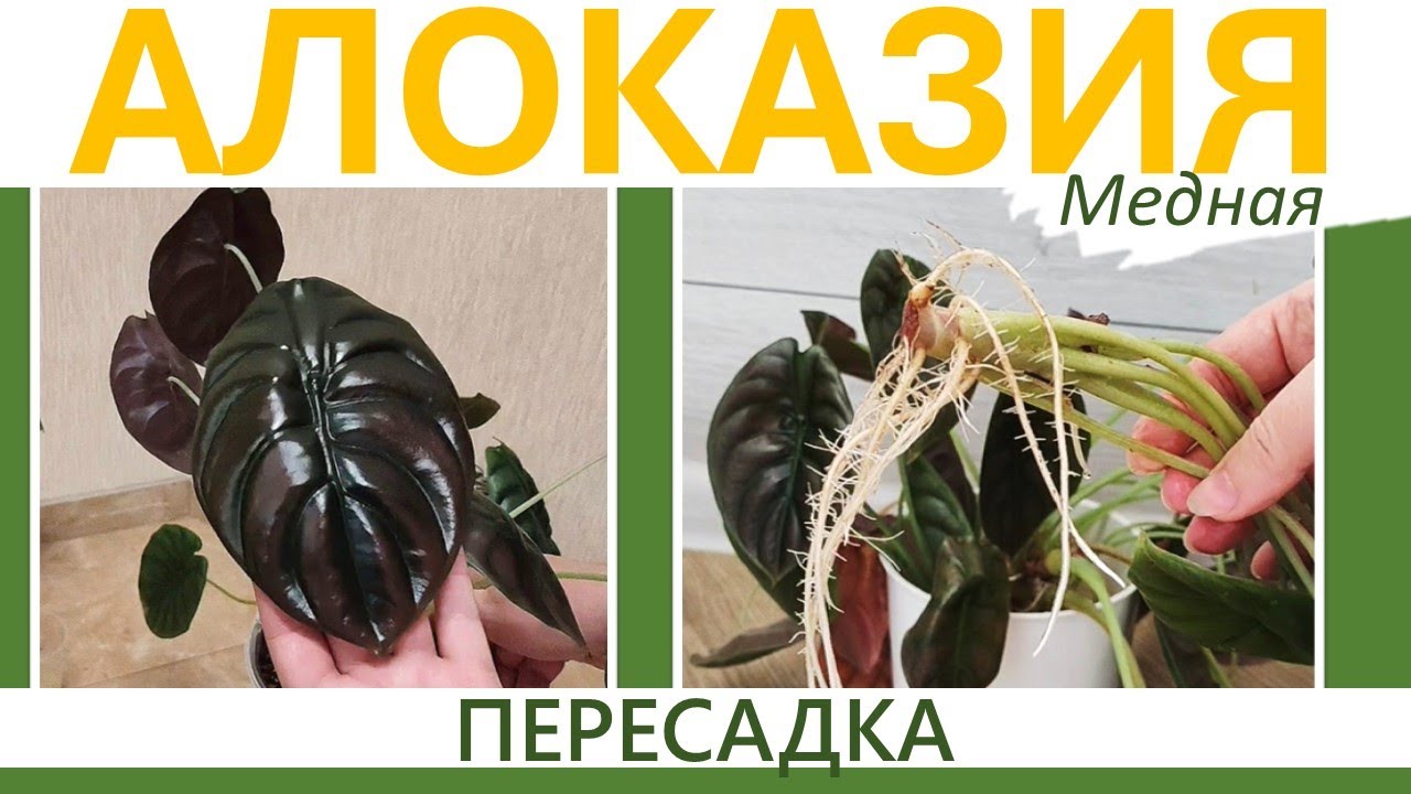 АЛОКАЗИЯ Медная: укоренение, проращивание клубня, пересадка. Причина закручивания листьев