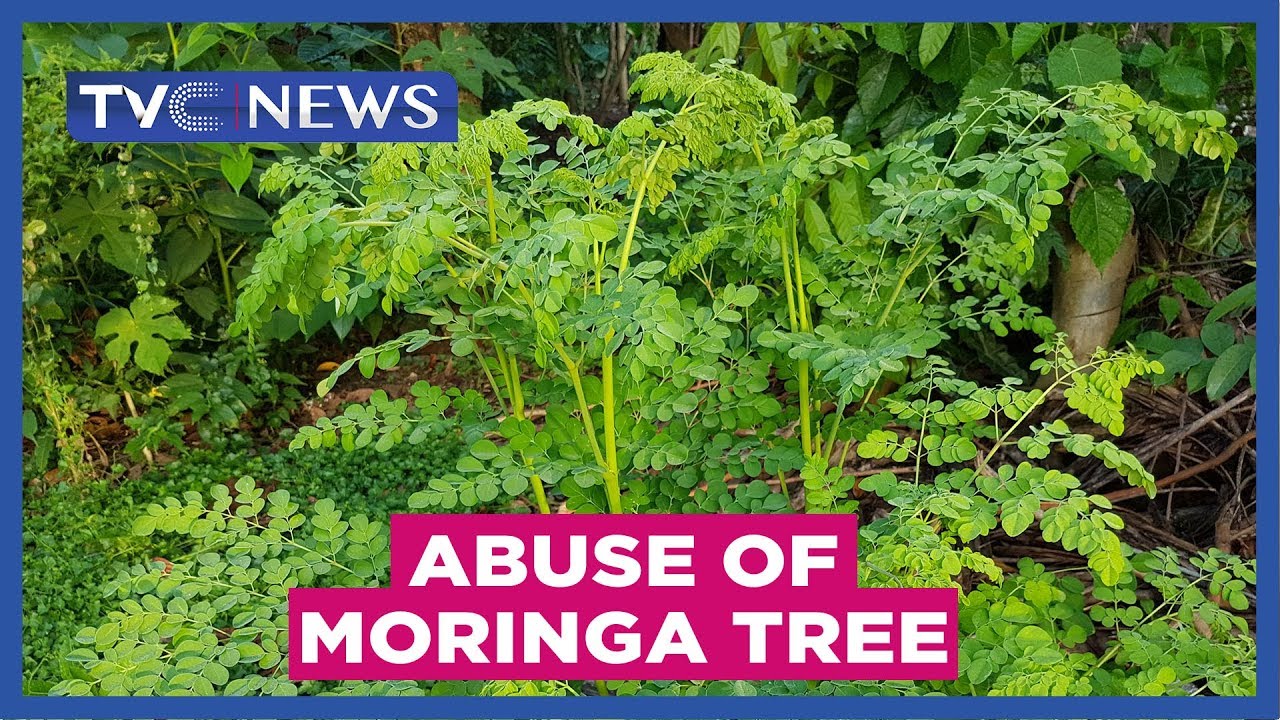 Experts warn against abuse of Moringa tree