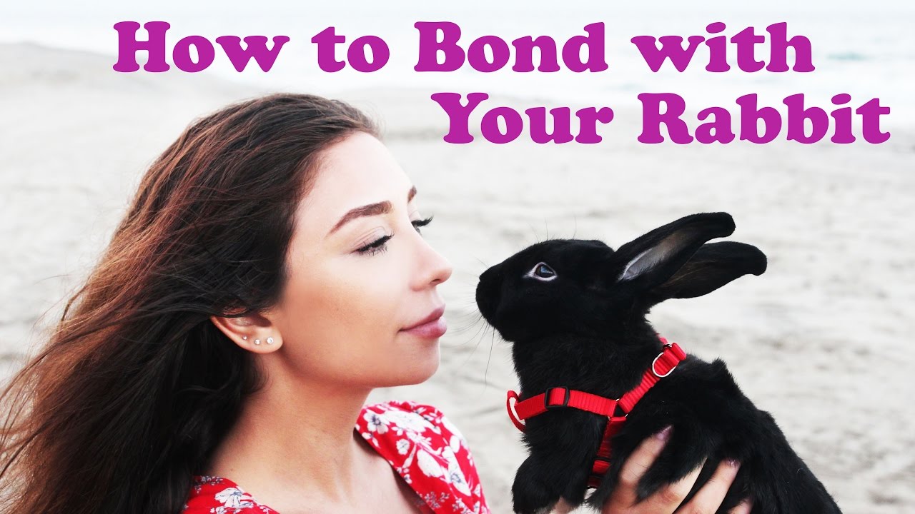 How to Bond with Your Rabbit