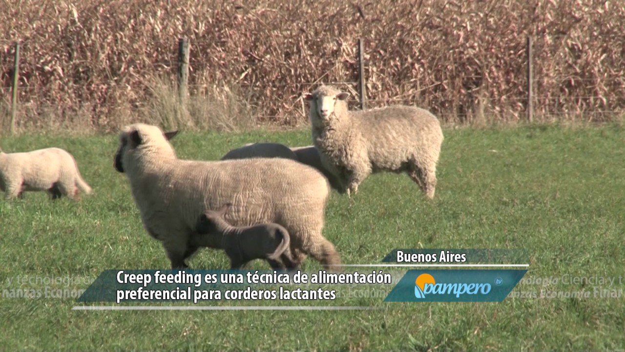 Ración extra para los corderos
