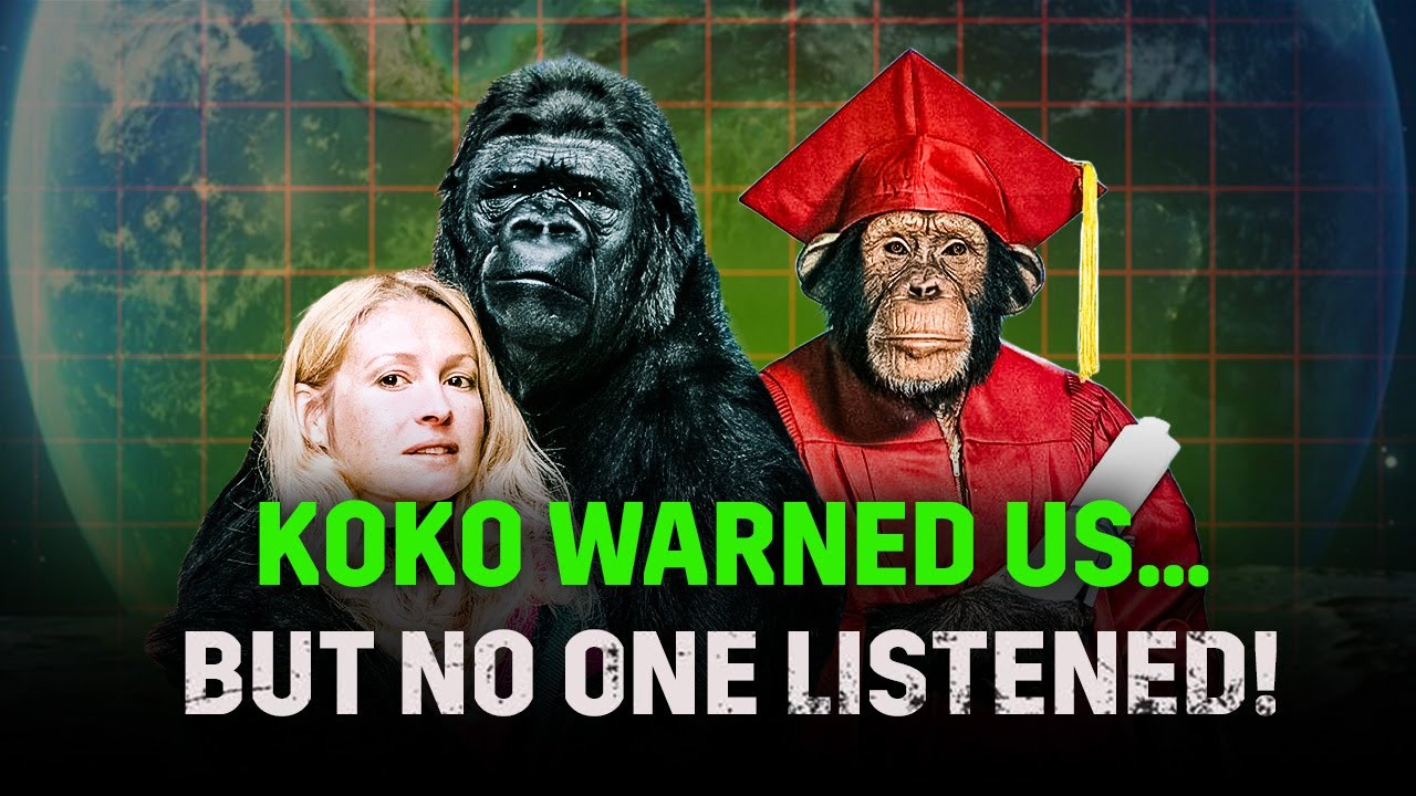 Koko the Gorilla: The Smartest Animal&rsquo;s Final Message to Humanity!