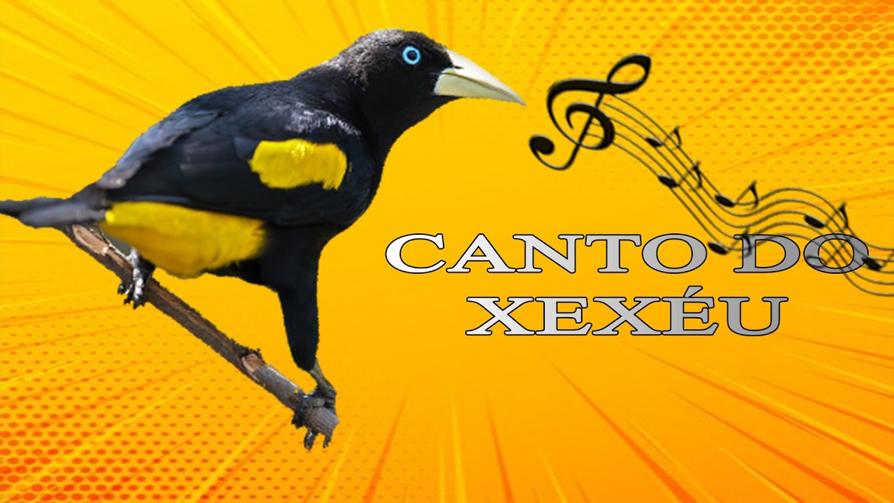 CANTO DO XEXÉU