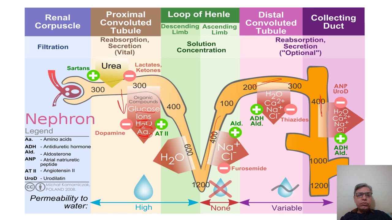 Paediatric Renal Tubular Disorders