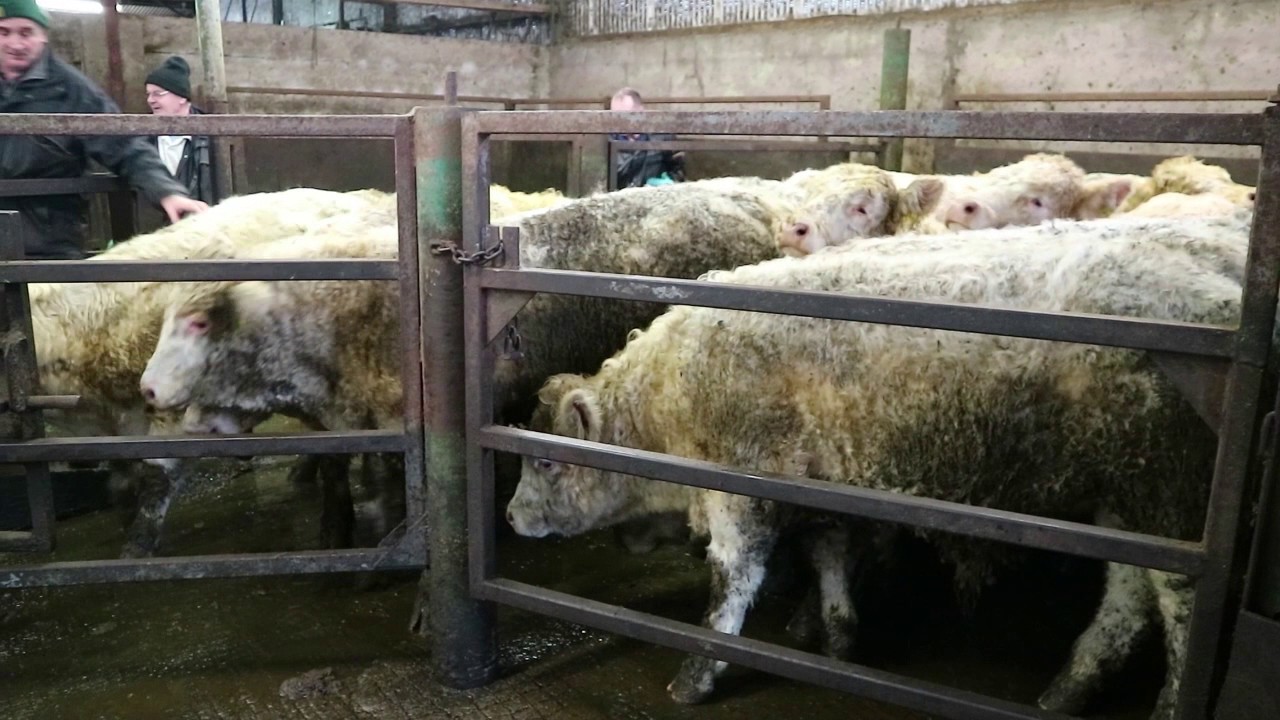 Farmer know how: Injecting cattle correctly