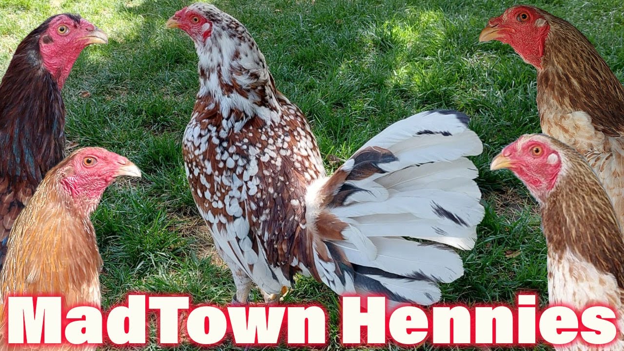 MadTown Hennies - Best Hennie