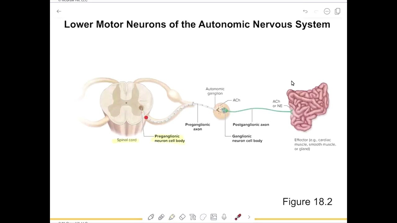 2 АНС, прегнанглионарные и постганглионарные нейроны