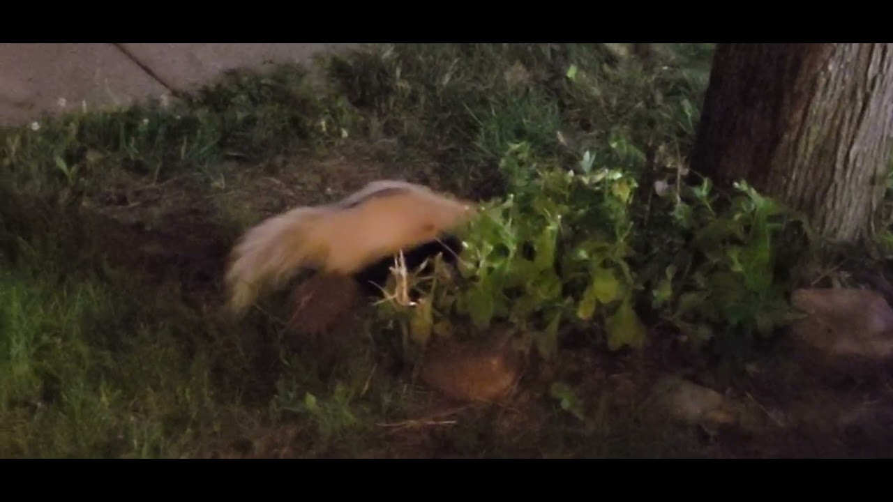 A SKUNK IS WANDERING AROUND NEARBY(ఉడుము)