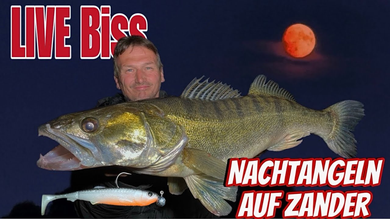 NACHTANGELN auf ZANDER! SO F&Auml;NGT JEDER. Nachtvissen op SNOEKBAARS!