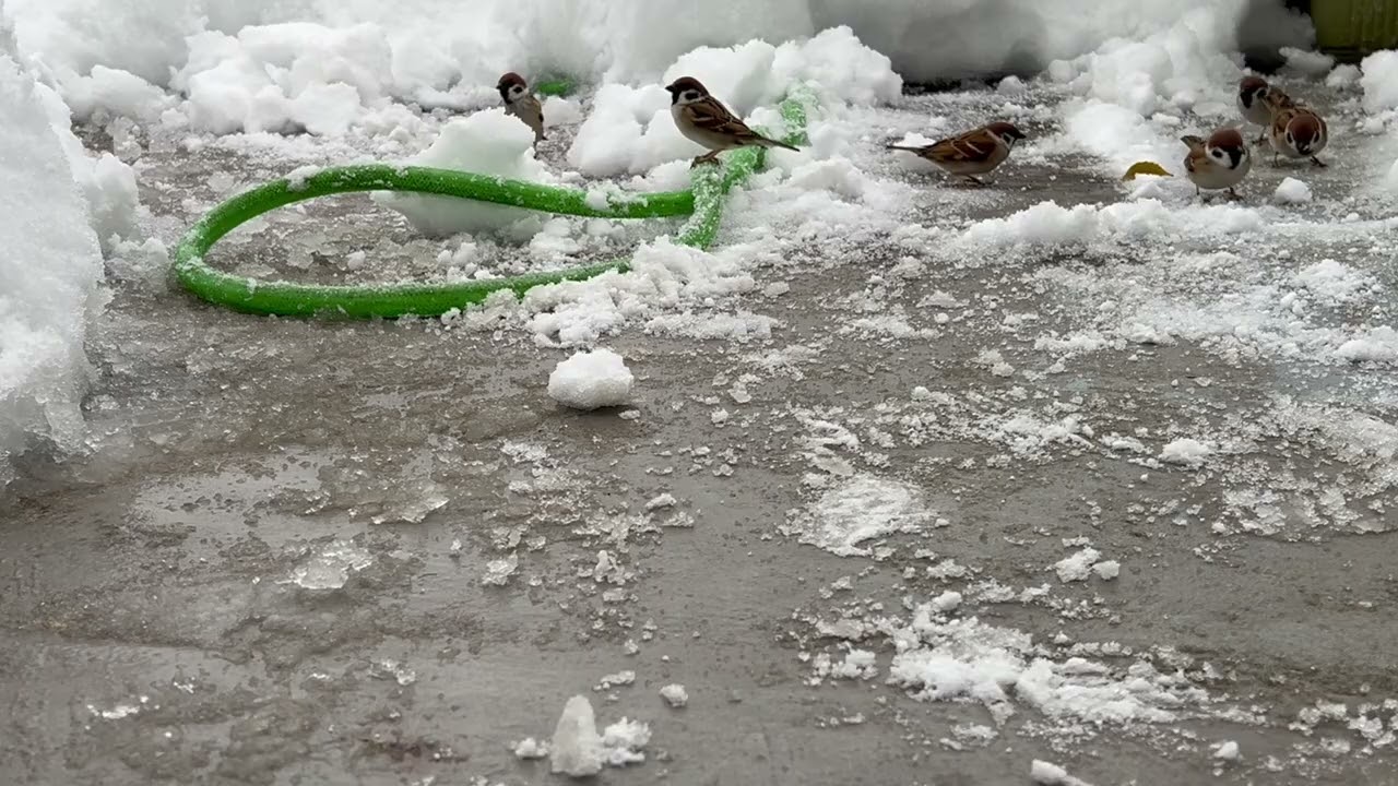 １月２６日　雪とスズメさん