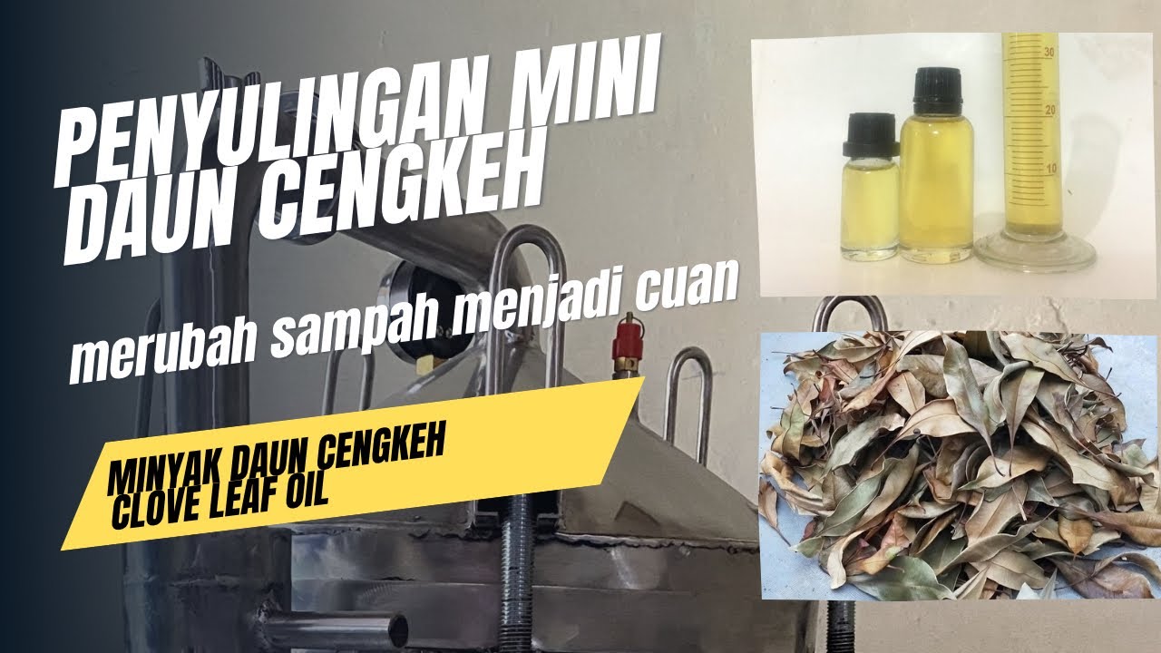 Proses Penyulingan Minyak Daun Cengkeh dari Awal sampai Jadi! #MinyakCengkeh #EssentialOil