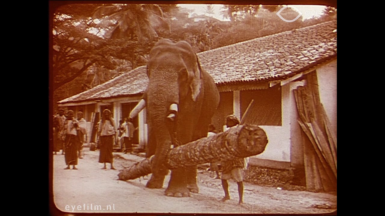 Le travail des éléphants