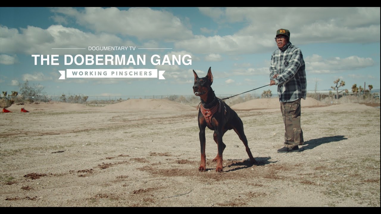 THE DOBERMAN GANG: WORKING PINSCHERS