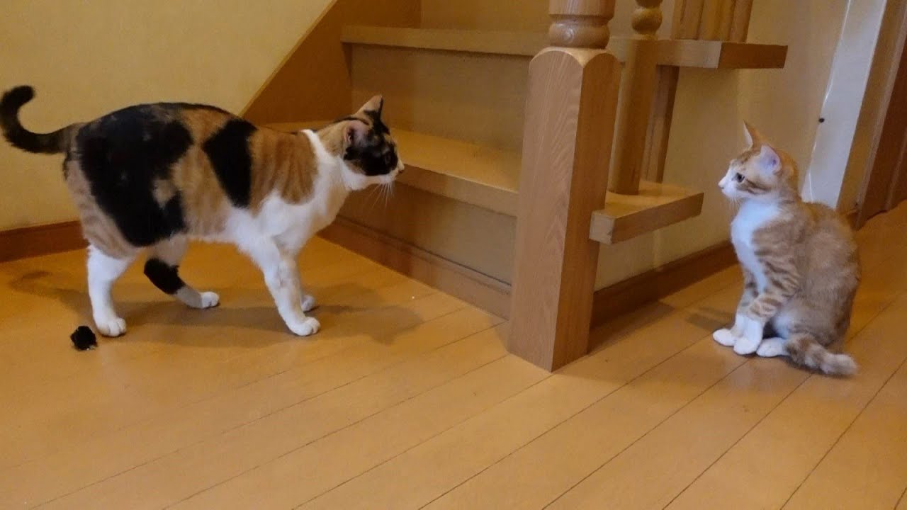 姉猫が来ると急に大人しくなる子猫たち